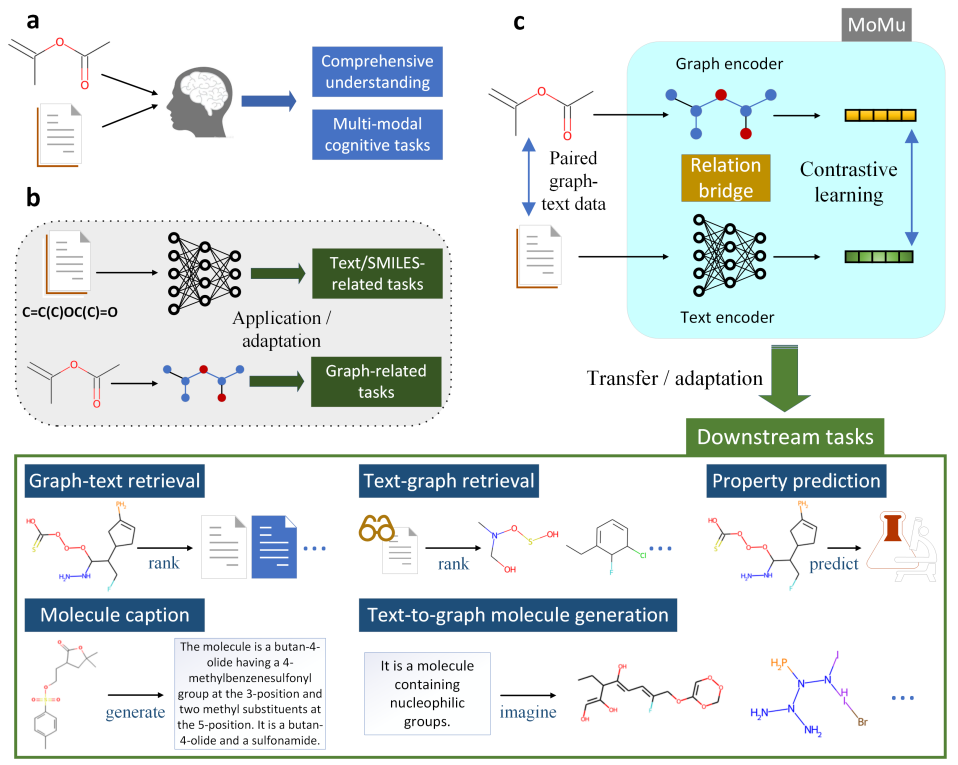 A molecular multimodal foundation model associating molecule graphs with natural language